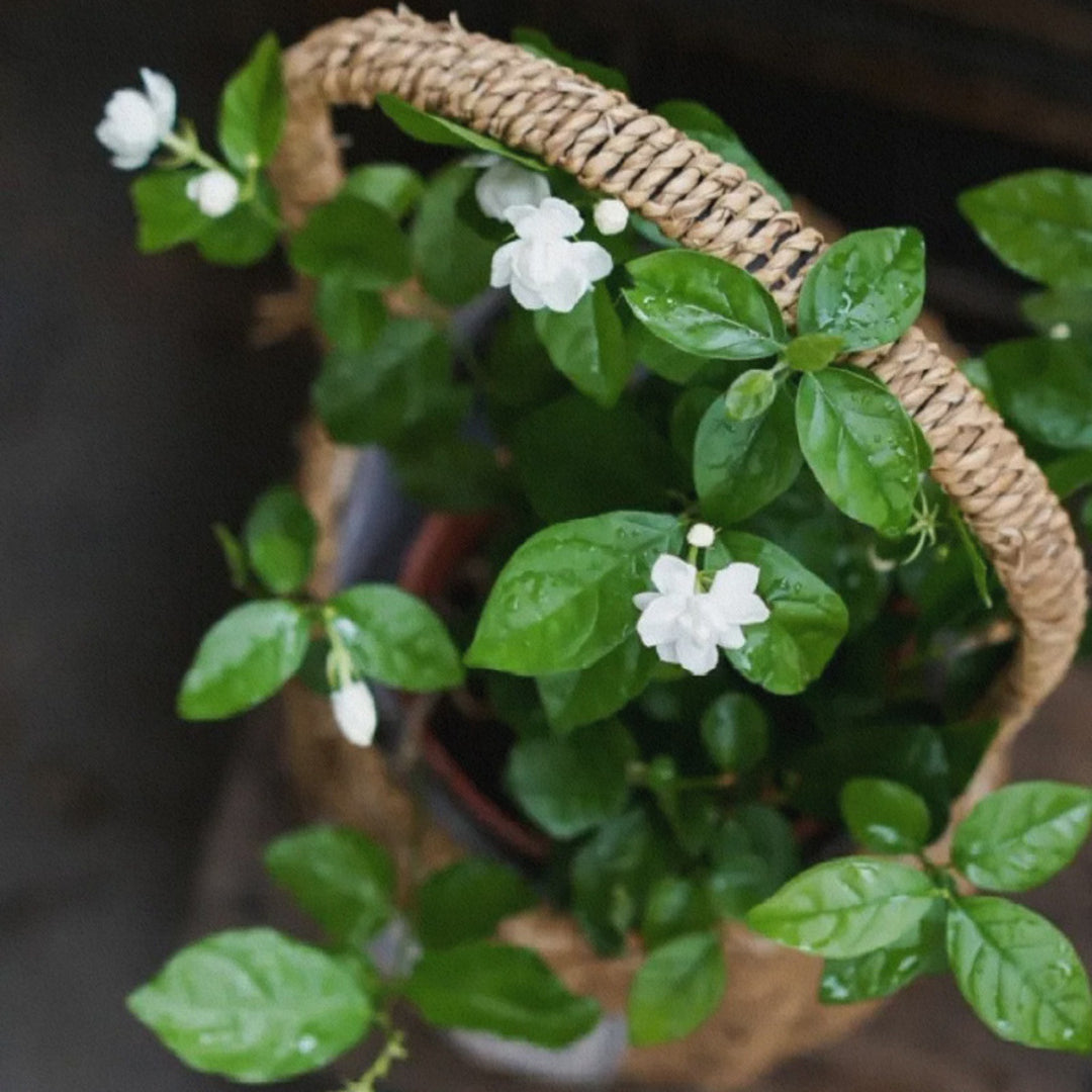 Brooch-With-Jasmine-Flowers-By-Yonandole_12
