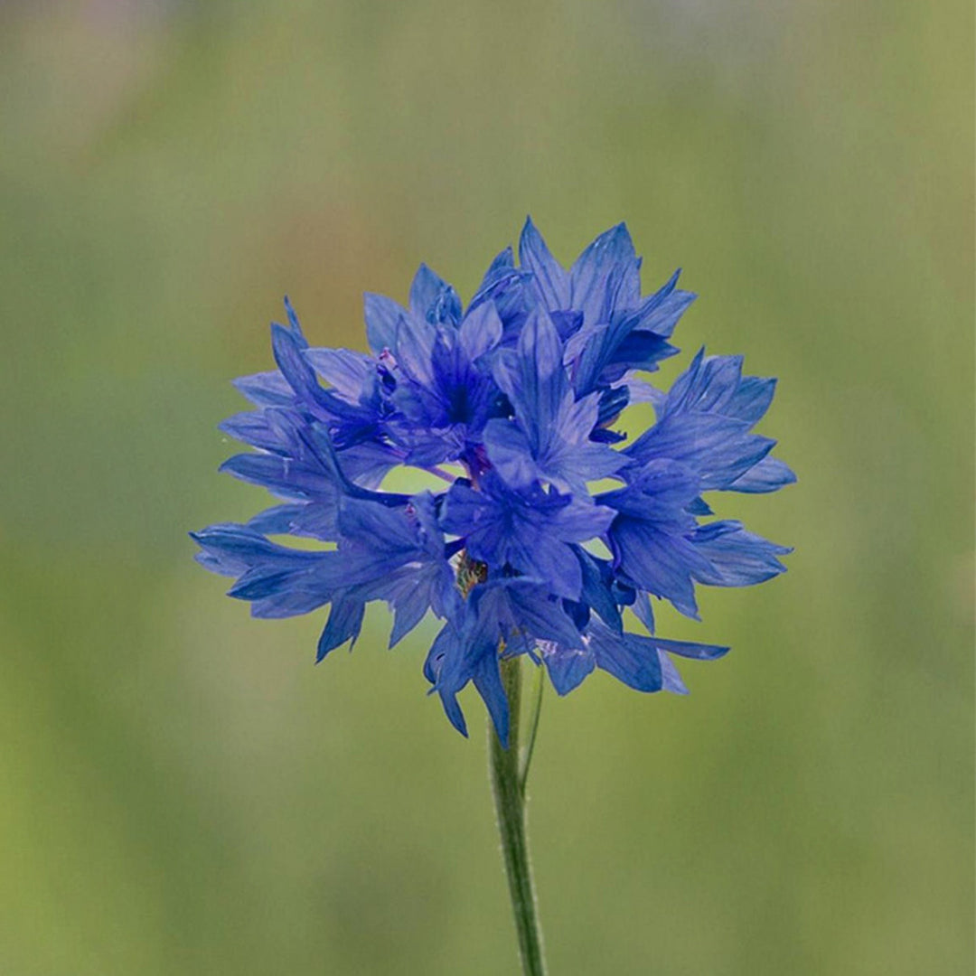 Cornflower-Brooch-With-Zirconia-By-Yonandole_3