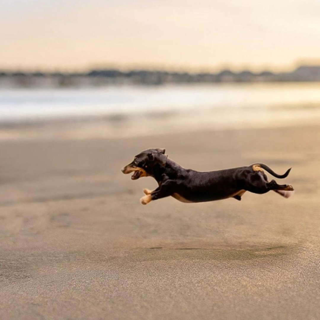 Dachshund-Hoops-By-Yonandole_12