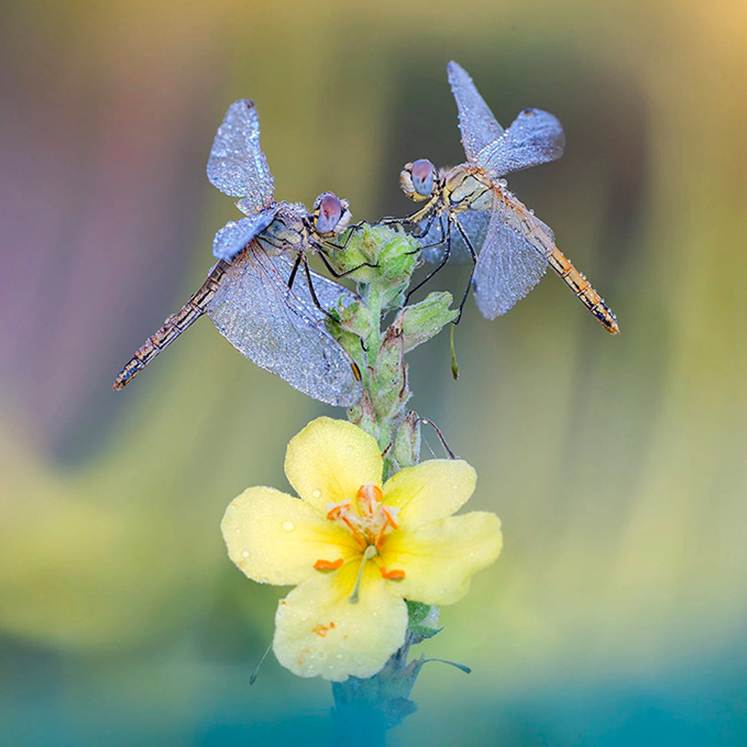 Dragonfly-Stud-Earrings-By-Yonandole_6