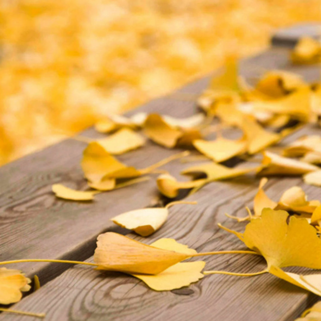 Ear-Cuff-Earrings-With-Ginkgo-Leaves-By-Yonandole_6