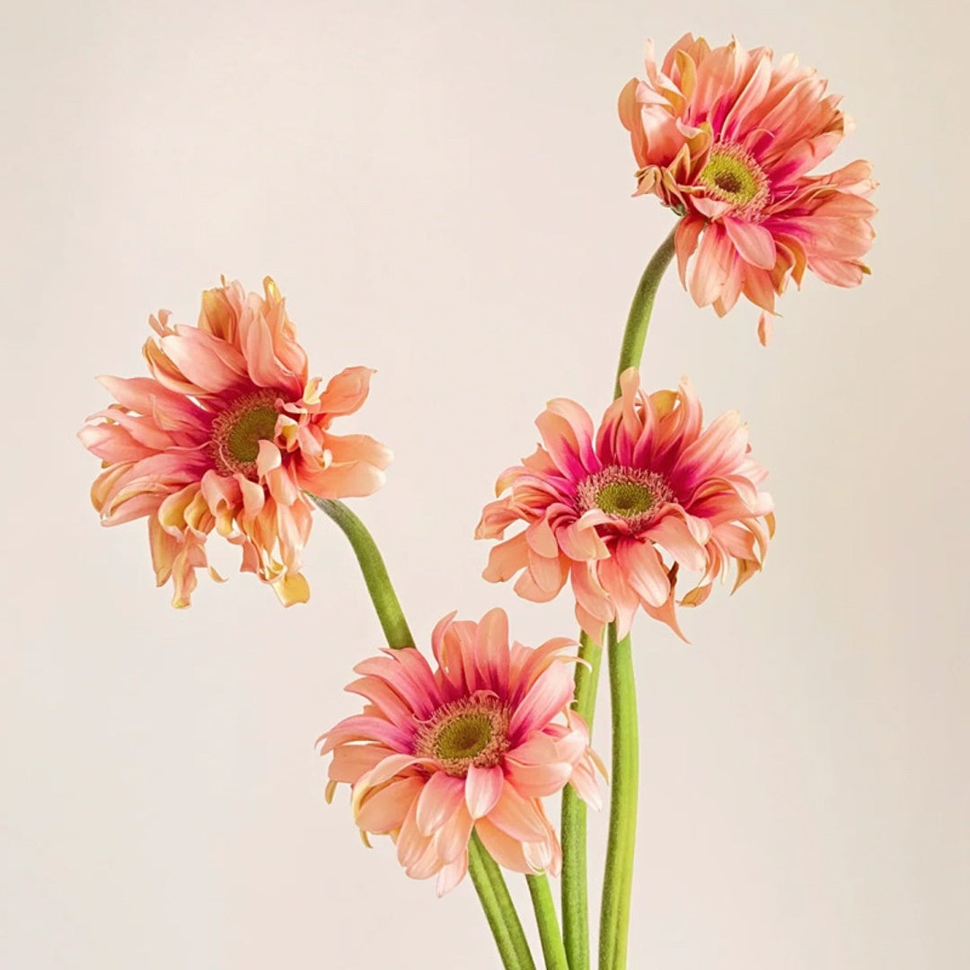 Gerbera-Flower-Earrings-By-Yonandole_10