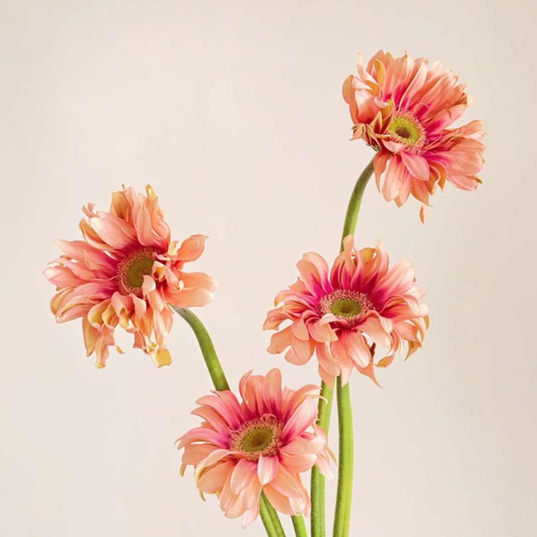 Gerbera-Ring-By-Yonandole_7