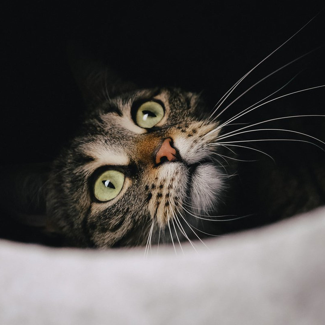 Ring-From-A-Cat_s-Life-By-Yonandole_10