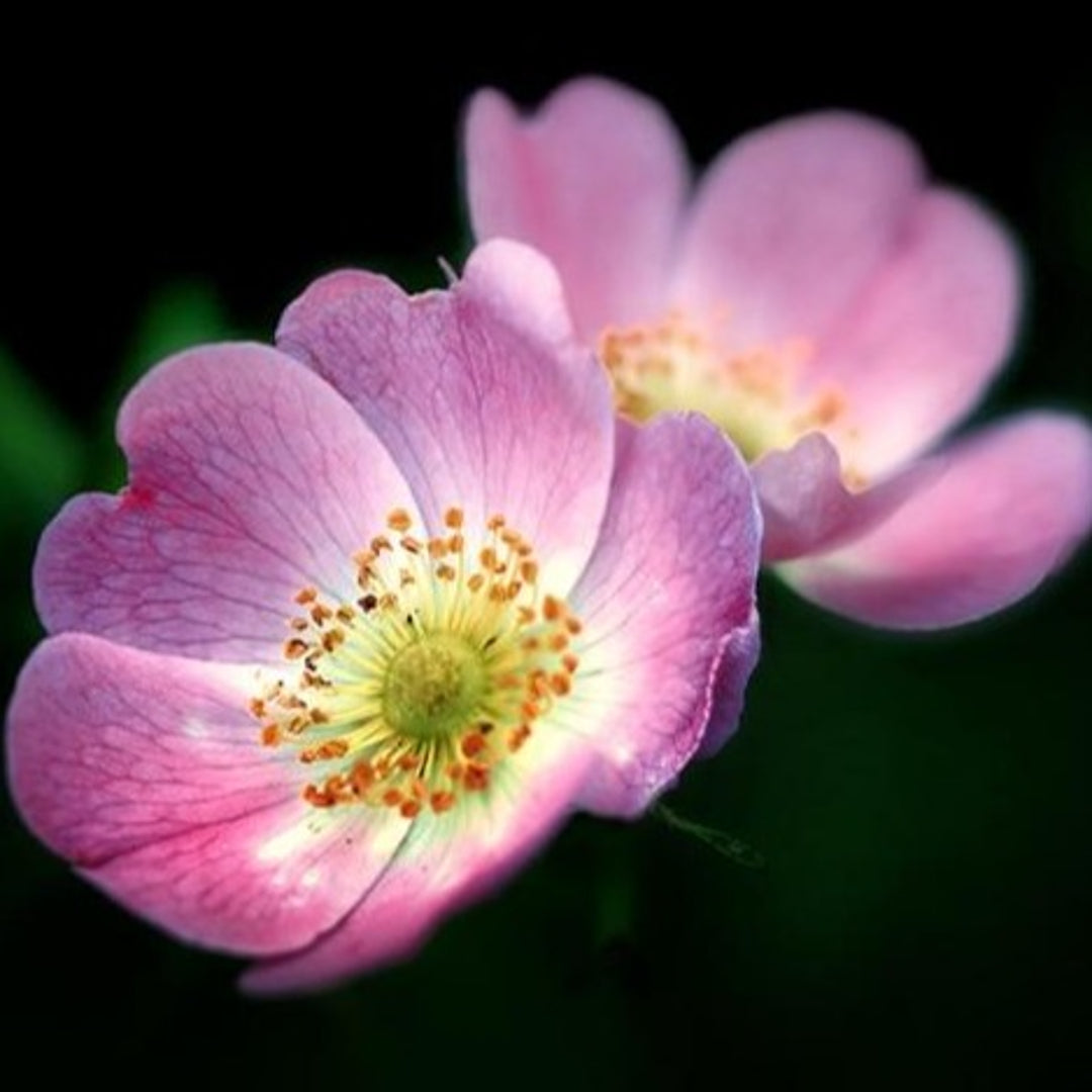 Wild-Rose-Stud-Earrings-By-Yonandole_5