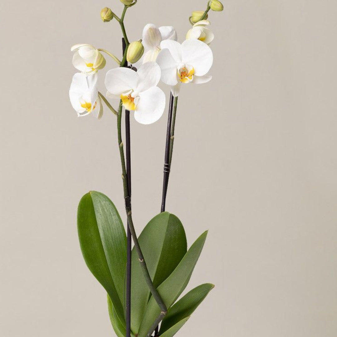Butterfly-Orchid-Earrings-With-Pearl-By-Yonandole_7