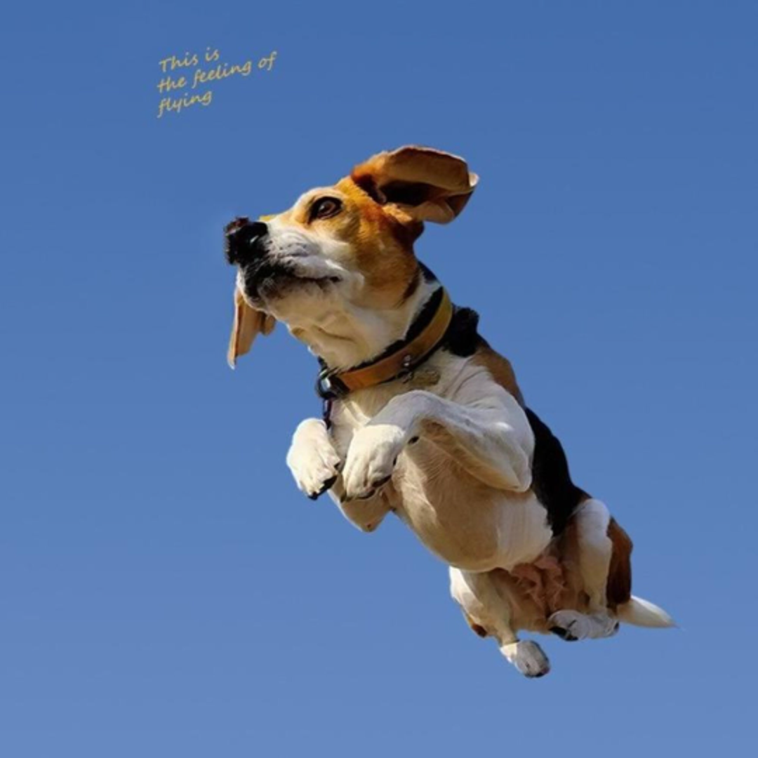 Dachshund-Hoops-By-Yonandole_13