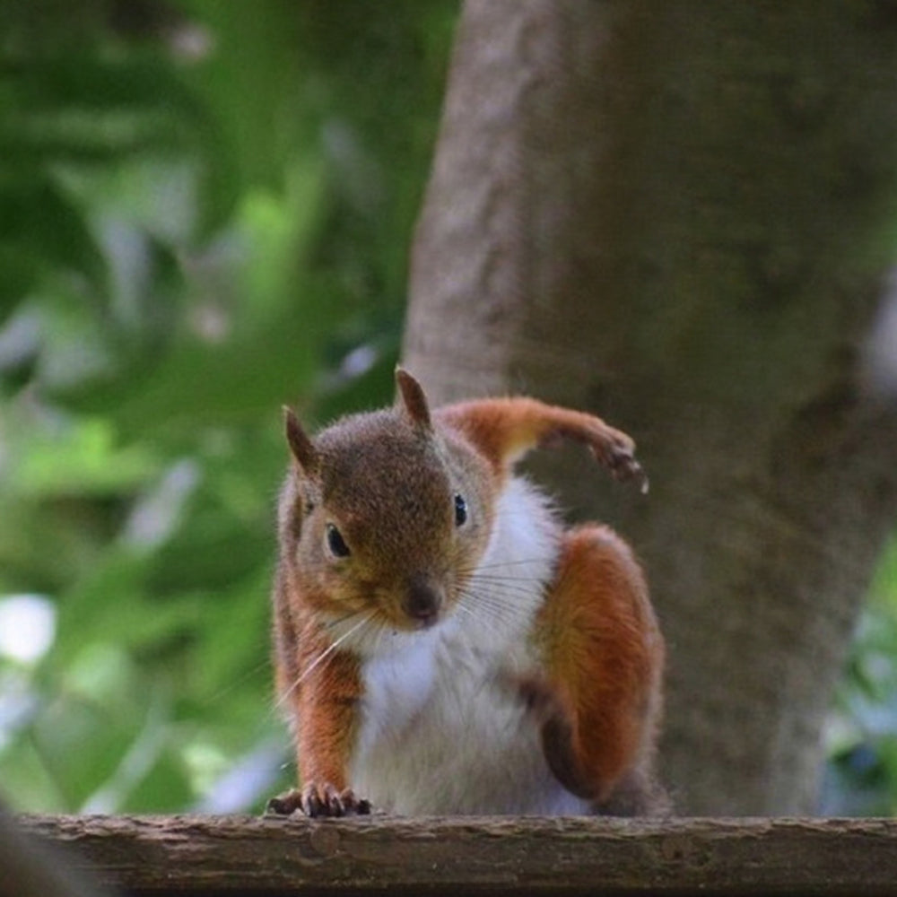 
                  
                    Squirrel-Man-Pendant-By-Yonandole_11
                  
                